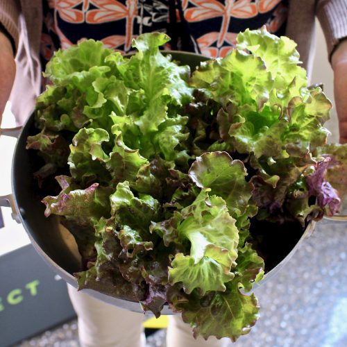Hands holding a pot of leafy green vegetables
