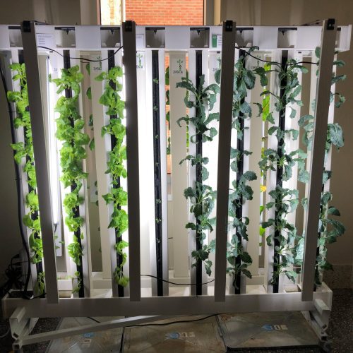 Stalky green plants growing upwards on lit metal bars