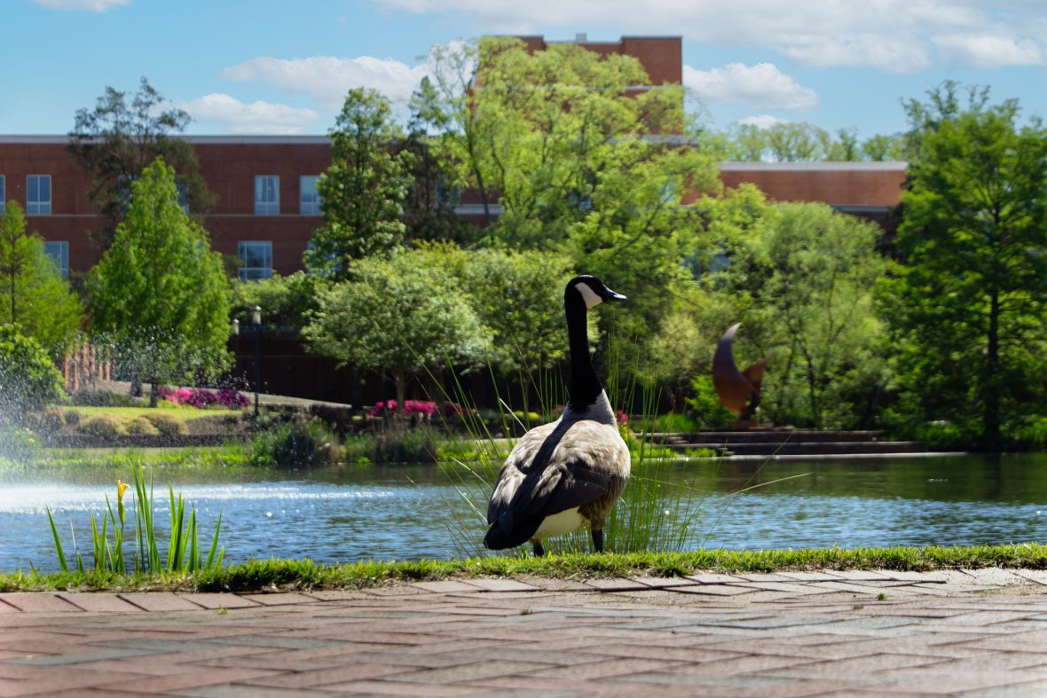 Goose in front of a lake with trees in background