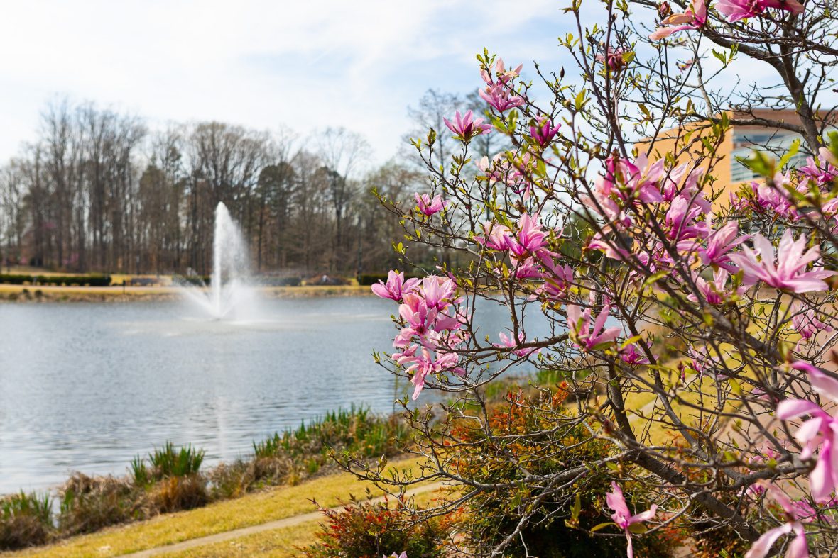 edge of pink flowered tree branches with lake and fountain in background